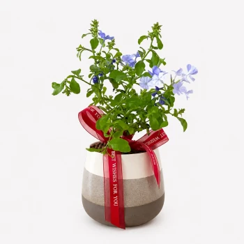 Blue Flowers Plumbago Plant