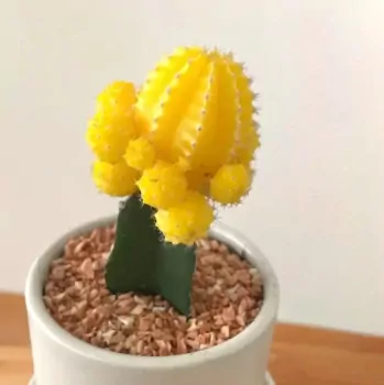 Colorful Cactus