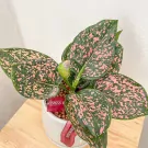 Aglaonema Money Plant with dark green leaves speckled with pink, in a white pot with a red ribbon.