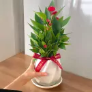 Flamingo Flower Plant - 45cm
