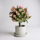Pink Elephant Bush plant with small pink flowers in a white ceramic pot.