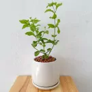 Jasmine Tree in Ceramic Pot - Jasmine tree in ceramic pot