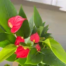 Flamingo Flower Plant - 45cm