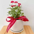 Miniature Red roses in a Ceramic pot - miniature red roses