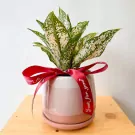 Aglaonema plant with white and green leaves in a pink and white pot, tied with a red ribbon that says "Just for you".