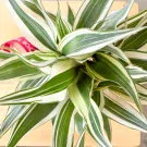 Variegated green and white leaves of a Belgian Evergreen plant spiral upwards from a wooden surface.