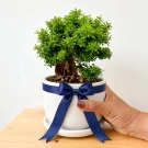 A person's hand gently holds a potted Murraya Paniculata bonsai plant with lush green leaves.