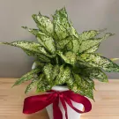 Agonina Lucky Tree Plant - 59cm