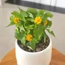 Potted golden button flowers with yellow petals and green leaves in a white ceramic pot.