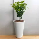 Pure Jasmine Tree Plant - 80cm