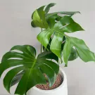 Monstera plant with large, split green leaves in a white pot.