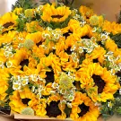 A large bouquet of bright yellow sunflowers interspersed with small white daisies.