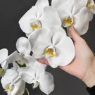 White Phalaenopsis Orchid 4
