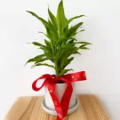 Dracaena sanderiana in ceramic pot - Dracaena Sanderiana
