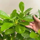 Hand touching lush green leaves of a gardenia plant with a yellow bud.