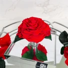 A red preserved rose in a mirrored acrylic box with green leaves and scattered petals.