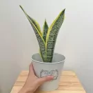 Snake Office Plant - Snake plant