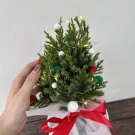 Mini Real Christmas Tree - Standard