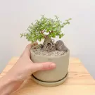 Premna Variegated Wealth Plant - Premna