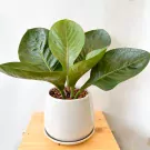 Potted Anthurium Jenmanii Money Tree plant with large, glossy green leaves in a white pot.