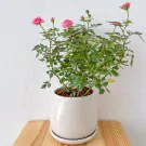 Miniature Pink roses in a Ceramic pot - miniature pink roses