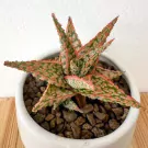 Aloe 'Pink Blush' - Aloe Pink Blush
