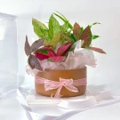 A potted plant arrangement with pink and green leaves, wrapped in a pink ribbon, and a white ribbon trailing on the side.