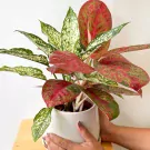 Red and white variegated Aglaonema plant in a white pot, held by hands.