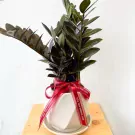 Dark green ZZ plant in a white geometric pot, tied with a red ribbon.