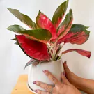 Aglaonema Super Red Star plant with vibrant red and green leaves in a white pot, held by two hands.