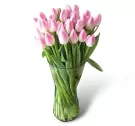 A vase of pink and white tulips against a white background.