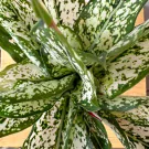 Close-up overhead view of a lush Chinese Evergreen plant with variegated green and white leaves.