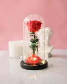 Red rose under glass dome with fairy lights, on a marble surface with a pink background.