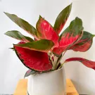 A potted Chinese Evergreen 'Super Red Star' plant with vibrant red and green leaves.