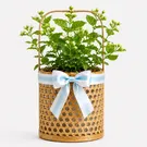 Jasminum Sambac 1