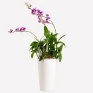 A potted Yaya Orchid with vibrant violet flowers and green leaves.