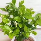 Pure Jasmine Tree Plant - 80cm