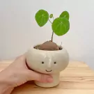 Stephania erecta plant in a cute cream face pot with green leaves.