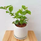 Jasminum Sambac in Ceramic Pot - Jasminum Sambac