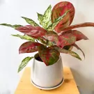 Red and white variegated Aglaonema plant in a white pot on a wooden surface.
