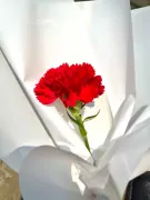 Bright red carnation in white paper wrapping, symbolizing courage.