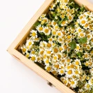 Wooden box filled with many small white daisies with yellow centers.