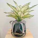 White Aglaonema Plant - Aglaonema Plant