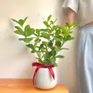 Potted gardenia plant with red "Just for You" ribbon sits on a wooden table.