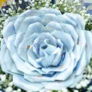 A bouquet of blue banknotes folded into a rose shape, surrounded by white baby's breath flowers.