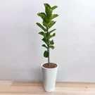 Tall banyan tree plant in a white pot with large green leaves.