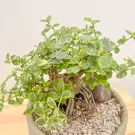 Premna Variegated Wealth Plant - Premna