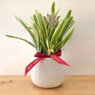 Matchstick Bromeliad Flowering Plant - 35cm
