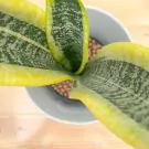 Snake Office Plant - Snake plant