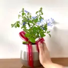 Potted blue plumbago plant with red ribbon saying "Best Wishes For You" held by a hand.